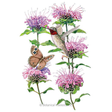 Illustration of pinkish-lavender blossoms with a ruby-throated hummingbird and a wood nymph butterfly perched on leafy stems for Wild Bergamot Seeds on a plain white background.