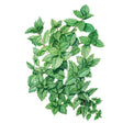 Botanical illustration of common mint, showing serrated, veined green leaves clustered along reddish stems against a white background.