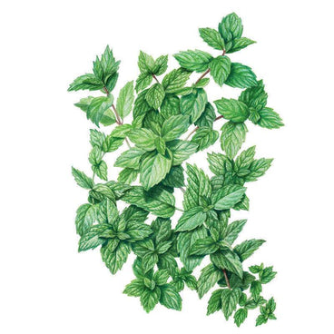 Botanical illustration of common mint, showing serrated, veined green leaves clustered along reddish stems against a white background.