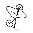 Simple black-and-white line illustration of a mint seedling, showing rounded cotyledon leaves and a pair of larger pointed true leaves on a slender stem, labeled "Seedling."