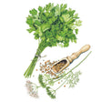 Botanical illustration of Moroccan cilantro showing a tied bunch of leafy green stems, a wooden scoop of round tan and green coriander seeds, and feathery flowering stalks with small white blooms and seed clusters.