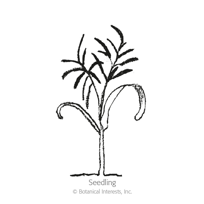 Black and white line drawing of a young fennel seedling with a single upright stem, two curved cotyledon leaves, and feathery emerging foliage, labeled "Seedling."