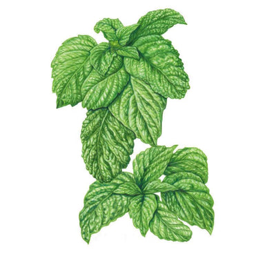 Botanical illustration of lettuce leaf basil showing large, deeply crinkled, ruffled green leaves clustered on a stem against a plain white background.