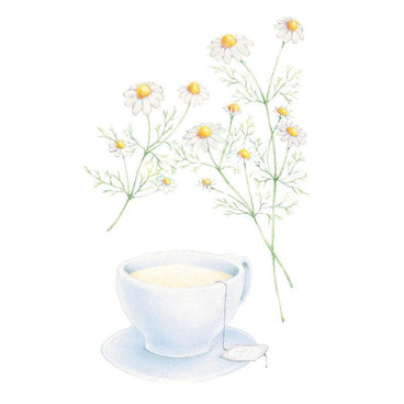 Botanical illustration of delicate white and yellow German chamomile flowers stems rising above a teacup on a white background.