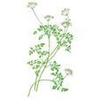 Botanical illustration of a chervil plant showing finely divided, fern-like green leaves on slender stems topped with small clusters of tiny white flowers, set against a plain white background.