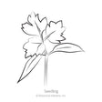 Line drawing of a chervil seedling, showing lobed, jagged-edged leaves branching from a slender stem, labeled "Seedling" beneath the illustration.