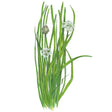 Botanical illustration of garlic chives showing tall slender green blades topped with small clusters of star-shaped white flowers and one unopened bud, set against a plain white background.