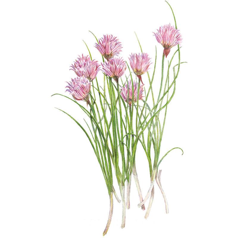 Botanical illustration of a clump of green chive foliage with upright leaves and light pink flowering buds on a white background, for Common Chives Seeds.