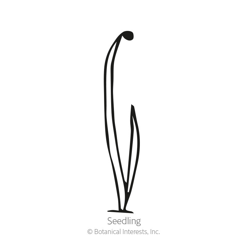Black line drawing of a tall, thin chive seedling with a seed coat cap on top, captioned "Seedling" with "Botanical Interests, Inc." copyright text, for Common Chives Seeds.