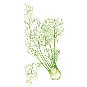 Botanical illustration of Florence fennel showing its pale, layered bulb with upright stalks and feathery green fronds against a plain white background.