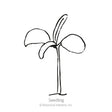 Simple line drawing of a young seedling with two rounded seed leaves and one emerging true leaf on a slender stem, labeled "Seedling."