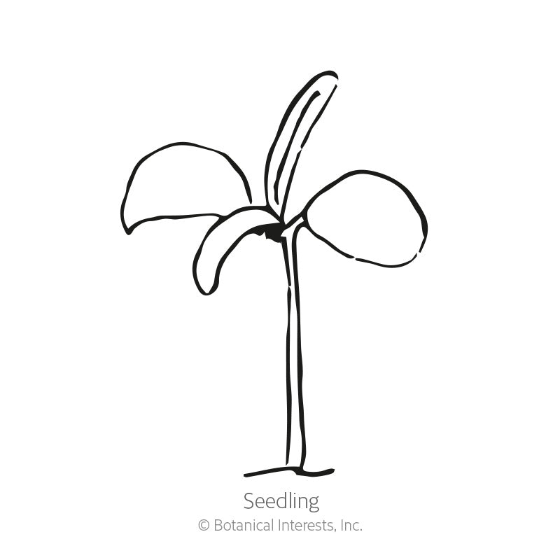 Simple line drawing of a young seedling with two rounded seed leaves and one emerging true leaf on a slender stem, labeled "Seedling."