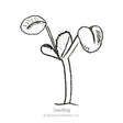 Black and white line illustration of a young seedling with a slender stem topped by two rounded cotyledon leaves and a small emerging true leaf, labeled "Seedling".