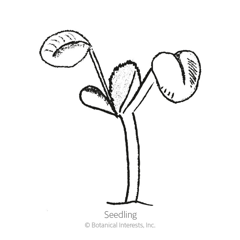 Black and white line illustration of a young seedling with a slender stem topped by two rounded cotyledon leaves and a small emerging true leaf, labeled "Seedling".