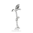 Black-and-white line drawing of a young seedling with a slender curved stem, one broad leaf and a smaller emerging leaf, labeled "Seedling" beneath.
