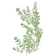 Botanical illustration of English thyme showing wiry, trailing stems lined with small oval leaves and clusters of pale pink flowers at the tips, set against a plain white background.