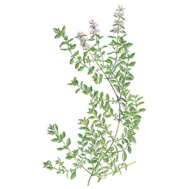 Botanical illustration of English thyme showing wiry, trailing stems lined with small oval leaves and clusters of pale pink flowers at the tips, set against a plain white background.