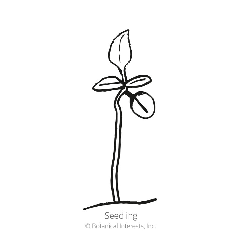Line drawing of a young seedling on a tall stem with a pair of rounded seed leaves and one emerging true leaf, labeled "Seedling" beneath.