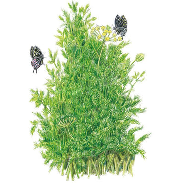 Illustration of a bushy dill plant with feathery green foliage and small yellow flower umbels, with two black-and-yellow swallowtail butterflies perched among the leaves, set against a plain white background.