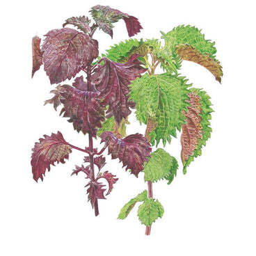 Botanical illustration of shiso perilla showing two crinkled, deeply serrated leaf types side by side, one deep purple-red and one bright green, on reddish stems against a white background.