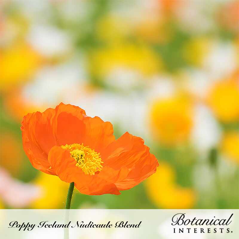 A single orange Iceland poppy with crinkled, tissue-like petals and a fuzzy yellow center stands in sharp focus against a softly blurred field of orange, yellow, and white poppies; text overlay reads "Poppy Iceland Nudicaule Blend" with the Botanical Interests logo.