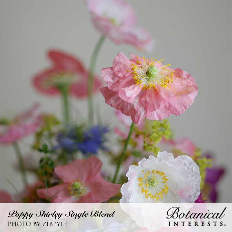 Close-up of Shirley Single poppies with delicate crinkled petals in pink and white, each centered with a green seed pod and yellow stamens, surrounded by blurred blue and yellow wildflowers; text overlay names the product as Poppy Shirley Single Blend from Botanical Interests.