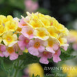 Close-up of a Mary Ann lantana flower cluster, showing individual blooms shifting from yellow centres to soft pink outer petals with tiny dew drops, set against blurred green foliage, with the Monrovia logo watermarked in the corner.