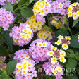 Close-up of Mary Ann lantana with dense flower clusters transitioning from lilac-pink outer florets to yellow centers, set against dark green serrated foliage, with a Monrovia logo watermark in the corner.