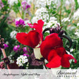 Close-up of Night and Day snapdragon flowers with velvety scarlet-red petals and cream-white throats, dark curled seed pods above, set against a blurred backdrop of purple and white blooms; text overlay names "Snapdragon Night and Day" with the Botanical Interests logo.