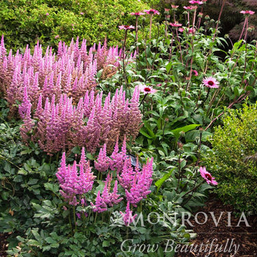 Feathery pink plume-like flower spikes of Vision in Pink Astilbe fill a garden bed, with pink coneflowers and green shrubs behind, Monrovia logo watermarked in corner.