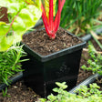 Black square 5-inch cube pot embossed with the American Tray Co. logo, holding red-stemmed Swiss chard in soil, set into a garden bed edged with rosemary, thyme and other herbs.