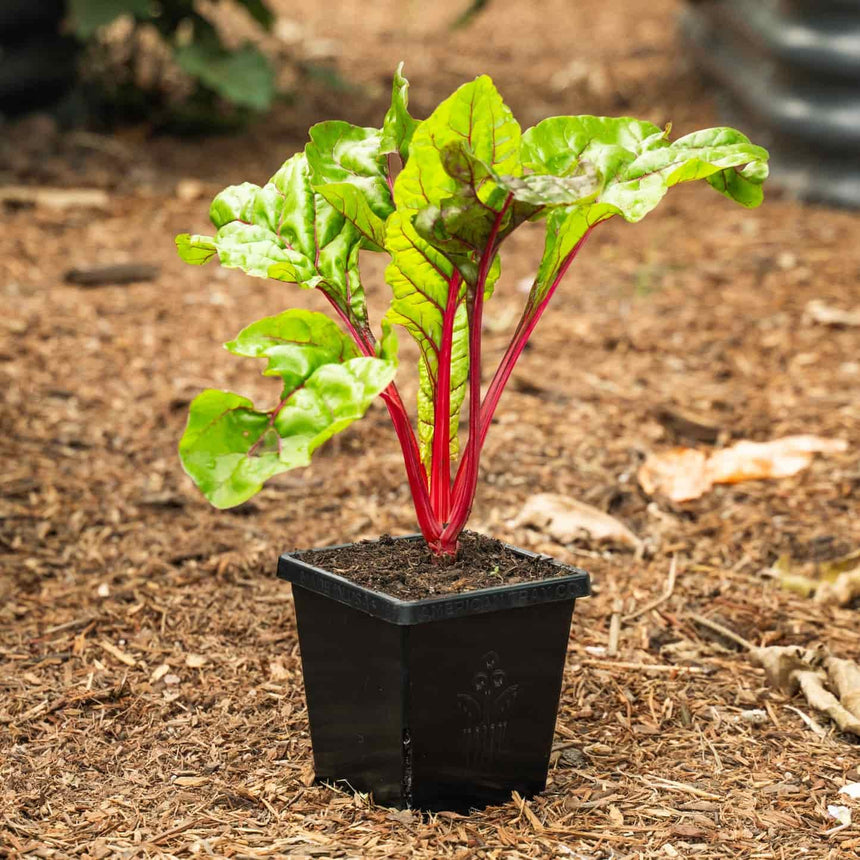 A young rhubarb chard seedling with crinkled green leaves and vivid red stems grows in a black square 5-inch cube pot set on a bark mulch bed.