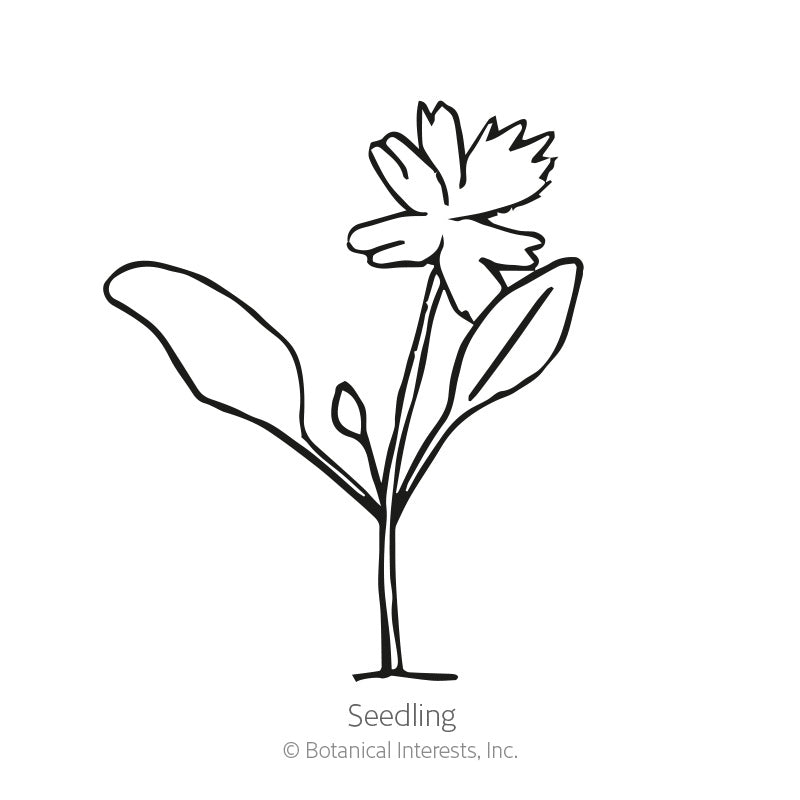 Black and white line drawing of a young seedling with two broad leaves, a small bud, and a fringed flower atop a slender stem, labeled "Seedling".