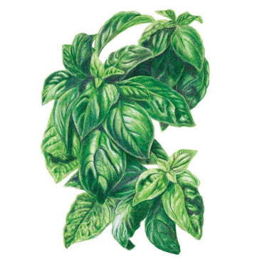 Botanical illustration of vibrant green Italian Genovese basil leaves with fine details on a white background, for Italian Genovese Basil Seeds.