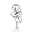 Black and white line art illustration of a young basil seedling with small leaves, labeled "Seedling" with copyright text for Botanical Interests, Inc., for Italian Genovese Basil Seeds.