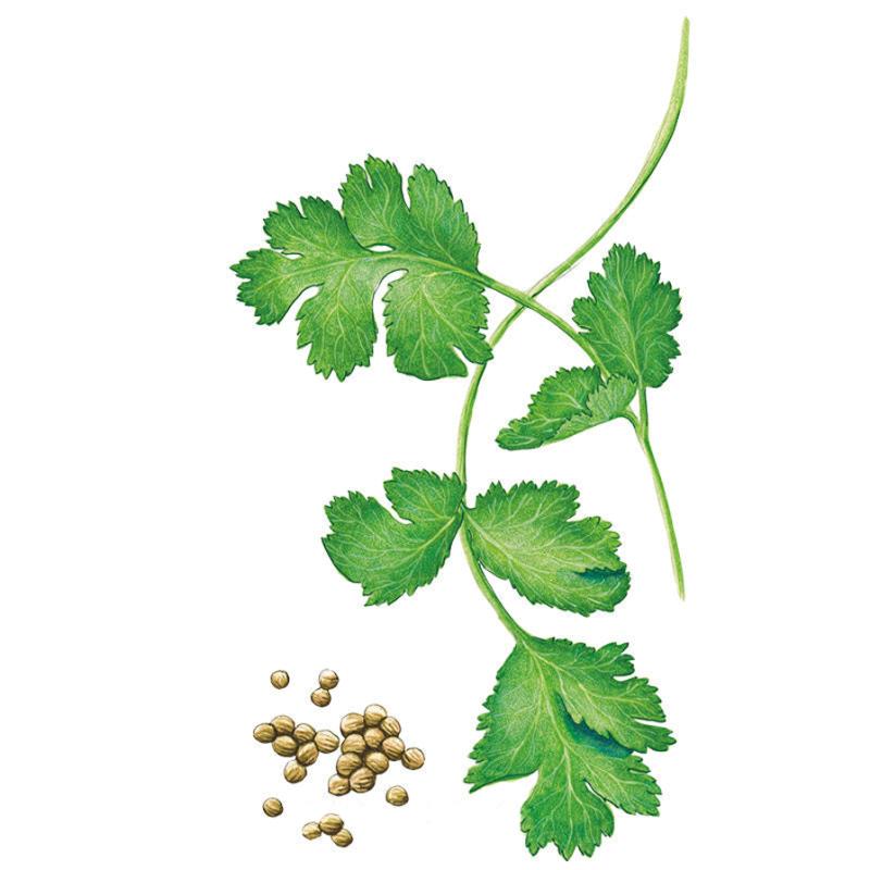 Botanical illustration of a leafy green cilantro branch with small, light green leaves and a small cluster of round, tan coriander seeds at the bottom left on a white background, for Long Standing Santo Cilantro/Coriander Seeds.