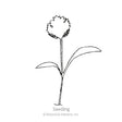 Line drawing of a young cilantro seedling with a single upright stem, two slender lower leaves, and a rounded, jagged-edged seed leaf still splitting open at the top, labeled "Seedling."