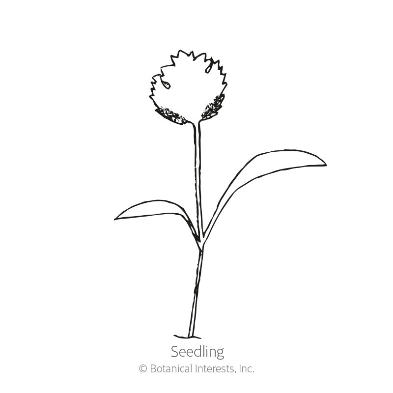 Line drawing of a young cilantro seedling with a single upright stem, two slender lower leaves, and a rounded, jagged-edged seed leaf still splitting open at the top, labeled "Seedling."