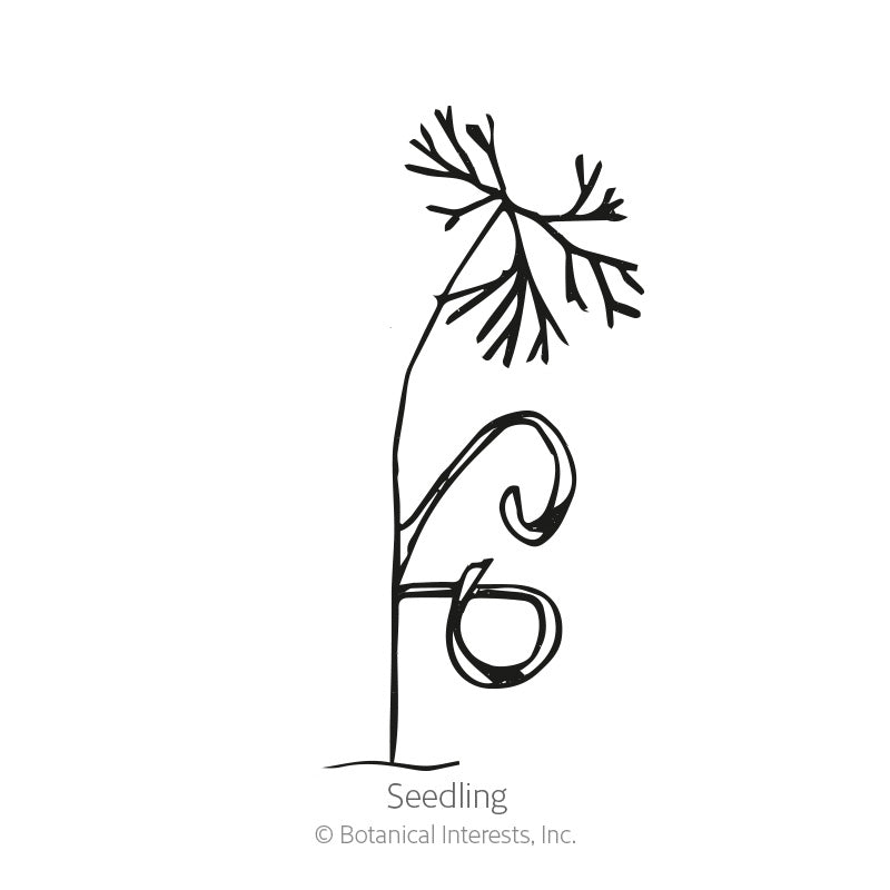 Line drawing of a young dill seedling, showing a slender stem with a curling tendril-like leaf and feathery, thread-like foliage at the top, labeled "Seedling".