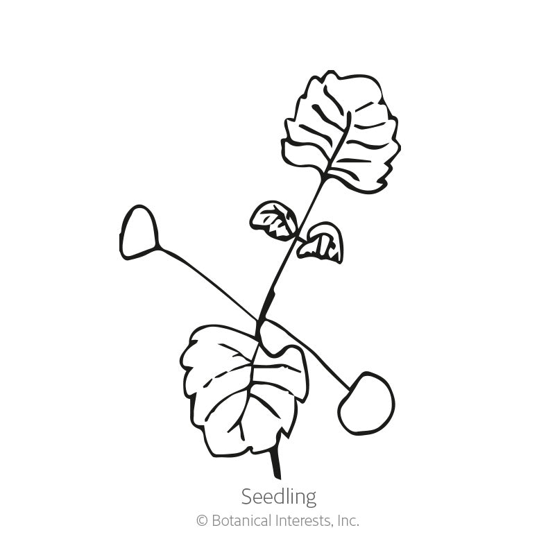 Black and white line art illustration of a young catnip seedling with heart-shaped leaves, labeled "Seedling" with copyright text for Botanical Interests, Inc