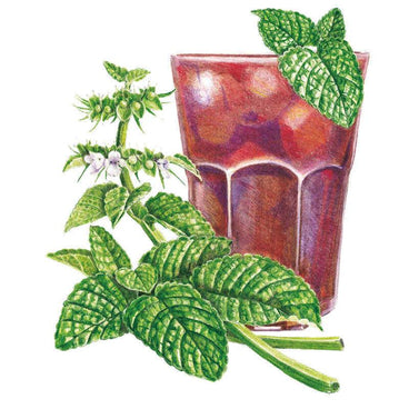Illustration of a lemon balm sprig with textured green leaves and tiny white flowers, shown beside a garnished glass of iced red tea to suggest a culinary use.