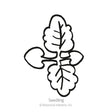 Line drawing of a lemon balm seedling, showing two rounded oval cotyledons below a pair of larger, crinkle-edged true leaves with visible veining, labeled "Seedling."
