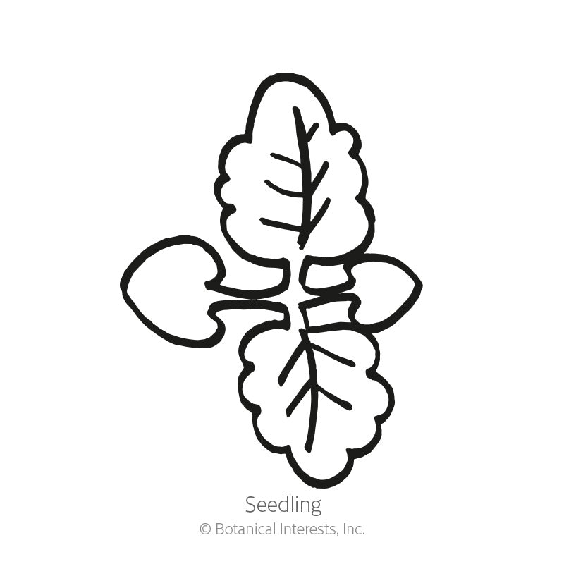 Line drawing of a lemon balm seedling, showing two rounded oval cotyledons below a pair of larger, crinkle-edged true leaves with visible veining, labeled "Seedling."