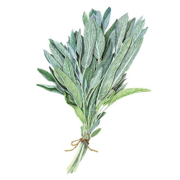 Illustrated bundle of broadleaf sage, its long grey-green, textured oval leaves tied at the stems with twine, set against a plain white background.