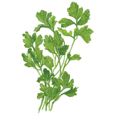 Illustrated bunch of flat-leaf Italian parsley showing several long stems with broad, deeply lobed bright green leaves, set against a plain white background.