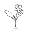 Black and white line drawing of a young seedling with two broad leaves and a fringed, daisy-like flower on a single stem, labeled "Seedling" beneath.