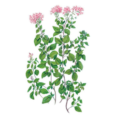 Botanical illustration of common oregano showing several upright stems with paired oval green leaves and clusters of small pink flowers at the tips, set against a plain white background.