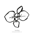 Simple black-and-white line illustration of a young oregano seedling, showing a cluster of rounded leaves radiating from a central point, labeled "Seedling" beneath.
