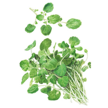 Botanical illustration of watercress showing a bundled bunch of rounded green leaves with pale stems, plus a separate trailing sprig above, set against a plain white background.