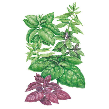 Detailed botanical illustration of various green and deep purple basil varieties, including broad ruffled leaves, smooth leaves, and dark purple foliage, for Six Basil Blend Basil Seeds.